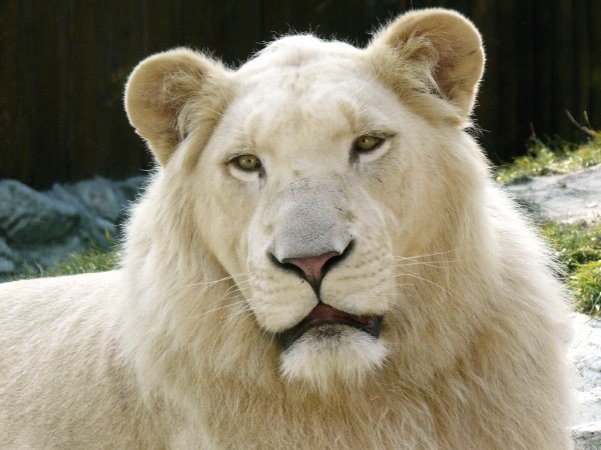 Giấc mơ thấy sư tử trắng truyền tải thông điệp gì?