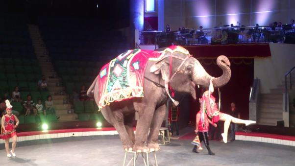 Mơ thấy voi trong rạp xiếc có đáng lo không?